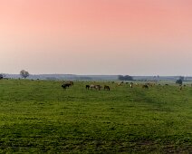 IMG_0974 07/09/2018 - Des élevages de chevaux partout, partout, partout ! Horses, horse everywhere lovely strong boned animals literally thousands of them - me passing...